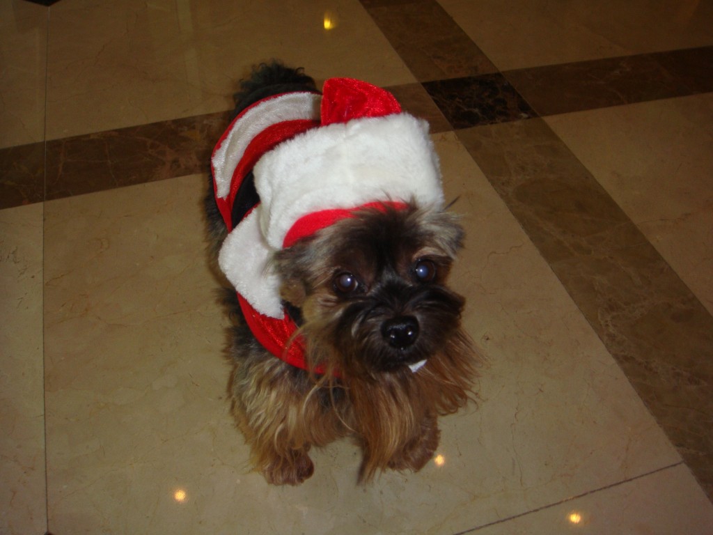 Santa Paws