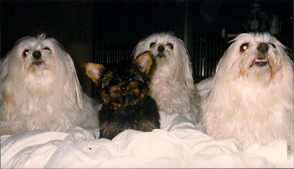 Bandit & His Sisters